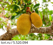 Джекфрут или индийское хлебное дерево (Artocarpus heterophyllus) Стоковое фото, фотограф Юлия Бабкина / Фотобанк Лори