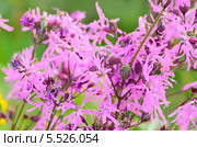 Горицвет кукушкин (Lychnis flos-cuculi) Стоковое фото, фотограф Татьяна Волгутова / Фотобанк Лори