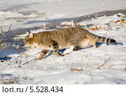 Крадущаяся кошка. Стоковое фото, фотограф Александр Щепин / Фотобанк Лори