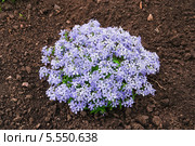 Флокс растопыренный (Phlox divaricata) Стоковое фото, фотограф Алёшина Оксана / Фотобанк Лори