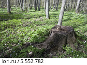 Весенняя опушка леса с цветущими пролесками и зелёной травой. Стоковое фото, фотограф Василий Корженевский / Фотобанк Лори