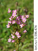Золототысячник обыкновенный (лат. Centaurium) Стоковое фото, фотограф Елена Коромыслова / Фотобанк Лори