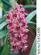Цветущая орхидея - Цимбидиум (Cymbidium) Стоковое фото, фотограф Наталья Волкова / Фотобанк Лори