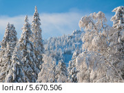 Зимний горный лес. Стоковое фото, фотограф Дмитрий Шульгин / Фотобанк Лори