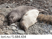 Спящие морские львы на побережье Тихого океана в Калифорнии. Стоковое фото, фотограф Гуляева Юлия / Фотобанк Лори