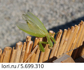 Богомол обыкновенный (Mantis religiosa Linnaeus) перелезает через изгородь. Стоковое фото, фотограф Ирина Борсученко / Фотобанк Лори