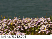 Маттиола выемчатая (Matthiola sinuata) на фоне моря. Стоковое фото, фотограф Татьяна Ляпи / Фотобанк Лори