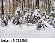 Заснеженные елочки в зимнем лесу (2009 год). Стоковое фото, фотограф lana1501 / Фотобанк Лори