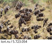 Плоды вайды красильной (Isatis tinctoria L.) Стоковое фото, фотограф Ирина Борсученко / Фотобанк Лори