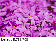 Розовые цветы Phlox subulata. Стоковое фото, фотограф Валерия Лузина / Фотобанк Лори