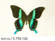 Бабочка Парусник Блюме (Papilio blumei) Стоковое фото, фотограф Галина Савина / Фотобанк Лори