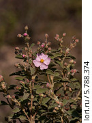 Ладанник критский (Cistus creticus, Cistus incanus) Стоковое фото, фотограф Татьяна Ляпи / Фотобанк Лори
