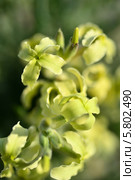 Левкой крымский . Matthiola taurica (Conti) Grossh. Стоковое фото, фотограф Игорь Архипов / Фотобанк Лори
