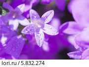 Цветы колокольчики, campanula muralis. Стоковое фото, фотограф Tamara Kulikova / Фотобанк Лори