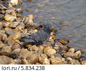 Голубь на камнях у воды. Стоковое фото, фотограф Самойлова Екатерина / Фотобанк Лори
