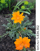 Цветы газании (гацании) жестковатой (Gazania rigens (L.) Gaertn.) Стоковое фото, фотограф Ирина Борсученко / Фотобанк Лори