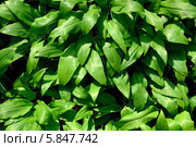 Черемша или дикий чеснок (лат. allium ursinum) Стоковое фото, фотограф Сергей Трофименко / Фотобанк Лори