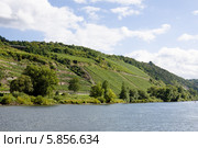 Река Мозель в Германии и её крутой берег с виноградниками (2010 год). Стоковое фото, фотограф Солодовникова Елена / Фотобанк Лори