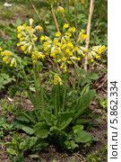 Примула весенняя (Primula veris) Стоковое фото, фотограф Наталья Волкова / Фотобанк Лори