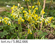 Примула весенняя (Primula veris) Стоковое фото, фотограф Наталья Волкова / Фотобанк Лори