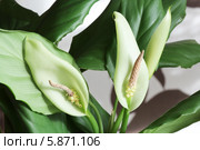 Спатифиллум уоллиса (Spathiphyllum wallisii) Стоковое фото, фотограф Сергей Иванов / Фотобанк Лори