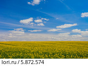 Цветущее поле, Беларусь (2014 год). Стоковое фото, фотограф Литвяк Игорь / Фотобанк Лори