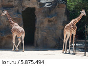 Жирафы  (лат. Giraffa camelopardalis) (2013 год). Стоковое фото, фотограф Ирина Фирсова / Фотобанк Лори