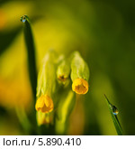 Примула весенняя, Primula veris,баранчики и капли росы на траве. Стоковое фото, фотограф Игорь Низов / Фотобанк Лори