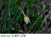 Нарцисс (Narcissus) Стоковое фото, фотограф Александр Хорхордин / Фотобанк Лори
