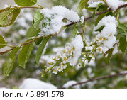 Весна. Снег и похолодание на цветение черемухи (лат. Prunus padus) Стоковое фото, фотограф Виктория Катьянова / Фотобанк Лори