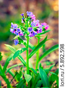 Медуница мягчайшая  ( Pulmonaria mollis ). Одиночное соцветие. Лекарственные растения Сибири. Стоковое фото, фотограф Евгений Мухортов / Фотобанк Лори