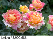 Роза флорибунда Роз де Цистерсьен (Rose des Cisterciens) Delbard. Стоковое фото, фотограф Ольга Сейфутдинова / Фотобанк Лори