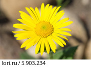 Дороникум (лат. Doronicum) крупным планом. Стоковое фото, фотограф Елена Коромыслова / Фотобанк Лори