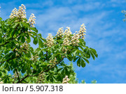 Каштан и небо. Стоковое фото, фотограф Максим Калмыков / Фотобанк Лори
