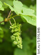 Acer pseudoplatanus, клен белый. ложноплатановый, псевдоплатановый, явор. Стоковое фото, фотограф Короленко Елена / Фотобанк Лори