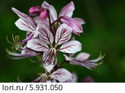 Ясенец белый (Dictamnus albus L.) Стоковое фото, фотограф Игорь Архипов / Фотобанк Лори