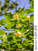 Лириодендрон тюльпановый, или тюльпанное дерево (лат. Liriodendron tulipifera) Стоковое фото, фотограф Игорь Архипов / Фотобанк Лори