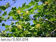 Лириодендрон тюльпановый, или тюльпанное дерево (лат. Liriodendron tulipifera) Стоковое фото, фотограф Игорь Архипов / Фотобанк Лори