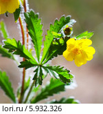Лапчатка распростертая ( Potentilla humifusa Willd. ex Schlecht ). Дикорастущие растения Сибири. Стоковое фото, фотограф Евгений Мухортов / Фотобанк Лори