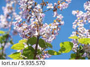Жакаранда, Jacaranda. Стоковое фото, фотограф Ткачёва Ольга / Фотобанк Лори