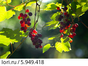 Созревающая гроздь винограда Изабелла (Vitis labrusca L.) Стоковое фото, фотограф Анна Кудрявцева / Фотобанк Лори