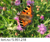 Крапивница обыкновенная на васильках (Aglais urticae, Nymphalis urticae) Стоковое фото, фотограф Беляева Наталья / Фотобанк Лори