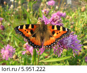 Крапивница обыкновенная на васильках (Aglais urticae, Nymphalis urticae) Стоковое фото, фотограф Беляева Наталья / Фотобанк Лори
