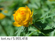 Купальница (лат. Trollius) Стоковое фото, фотограф Елена Коромыслова / Фотобанк Лори