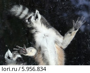 Кошачьий лемур (лемур Катта) за стеклом зоопарка. Стоковое фото, фотограф Владимир Журавлев / Фотобанк Лори