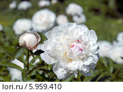 Бело-розовый цветок пиона  (лат. Paeonia) Стоковое фото, фотограф Svet / Фотобанк Лори