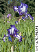 Бело-синие цветы ириса (лат. Iris) Стоковое фото, фотограф Svet / Фотобанк Лори