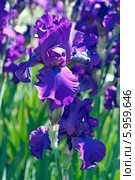 Тёмно синий цветок ириса ( Iris) Стоковое фото, фотограф Svet / Фотобанк Лори