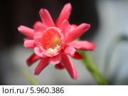 Цветок кактуса Эпифиллум (Epiphyllum) Стоковое фото, фотограф Владимир Князев / Фотобанк Лори