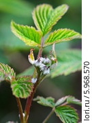 Малина садовая (Rubus) — полукустарник; вид рода Рубус семейства Розовые (Rosaceae). Молодой побег с бутонами цветов. Стоковое фото, фотограф Евгений Мухортов / Фотобанк Лори
